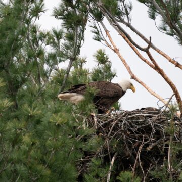 Bald Eagles Thrive in Georgia