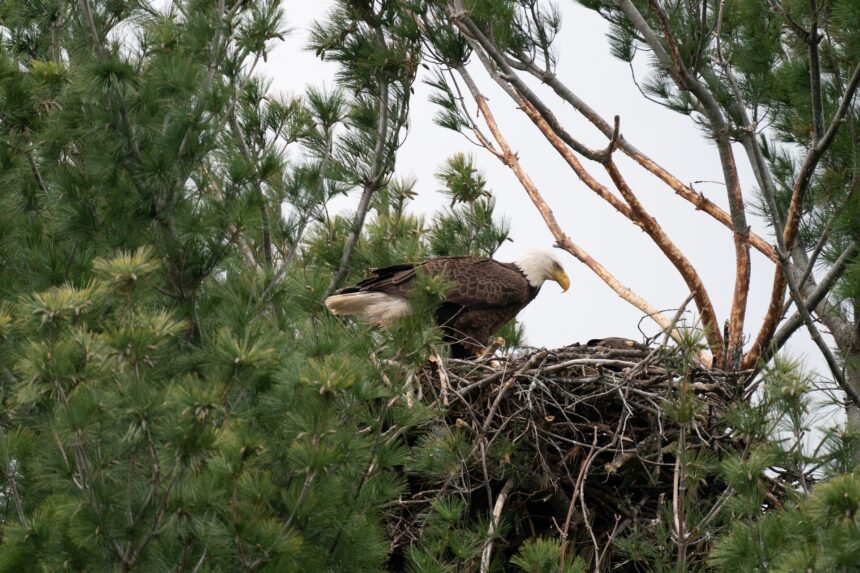 Bald Eagles Thrive in Georgia